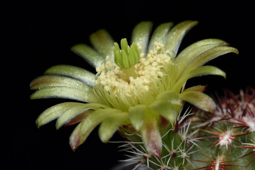 Echinocereus viridiflorus, USA, Colorado, Fremont Co.