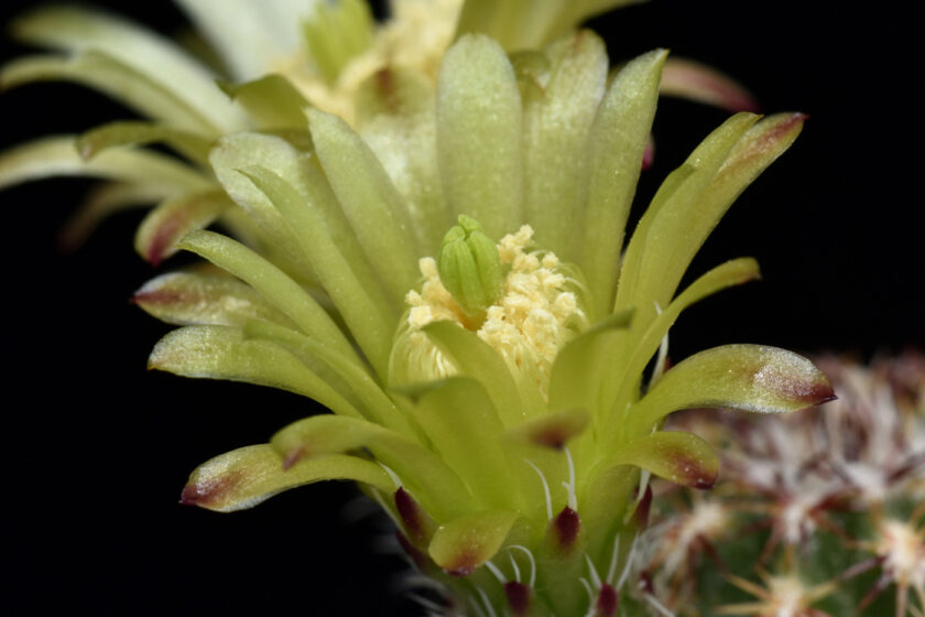 Echinocereus viridiflorus, USA, Colorado, Fremont Co.