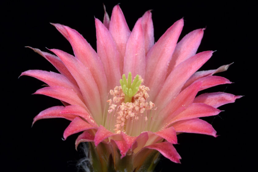 Echinocereus scheeri subsp. gentryi, Mexico, Chihuahua