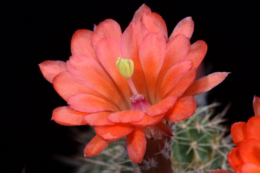Echinocereus salm-dyckianus, Mexico, Chihuahua, La Junta - Yecora, Km 227
