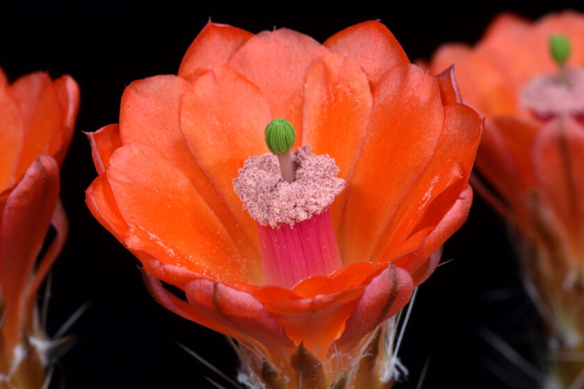 Echinocereus salm-dyckianus, Mexico, Chihuahua, Creel - Divisadero