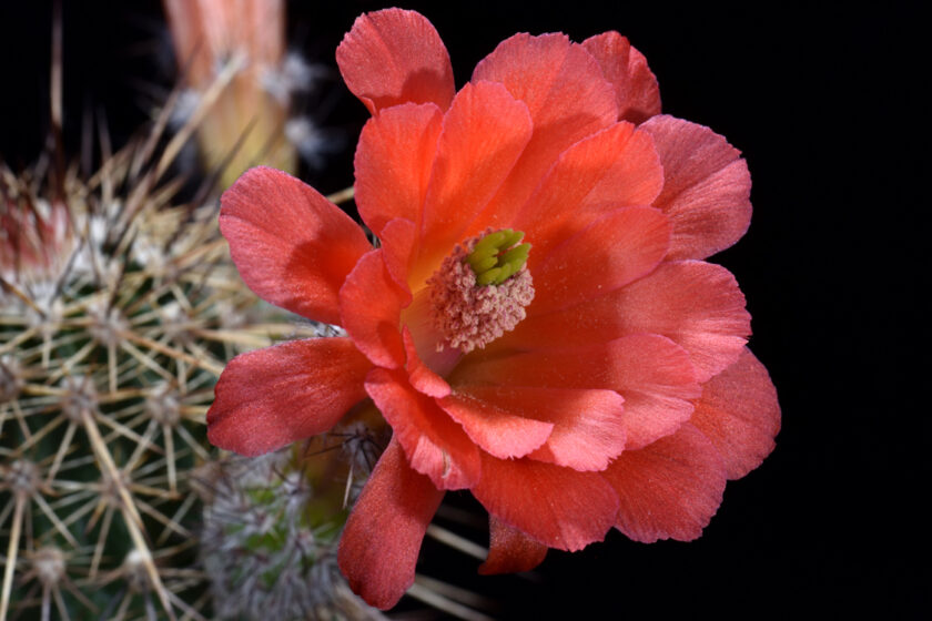 Echinocereus acifer subsp. tubiflorus, Mexico, Zacatecas, San Juan Capistrano