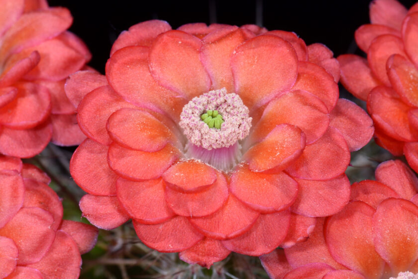 Echinocereus polyacanthus, Mexico, Chihuahua, Santa Clara Canyon