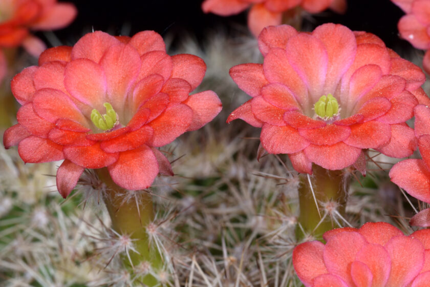 Echinocereus polyacanthus, Mexico, Durango, General Escobedo, LAU1379