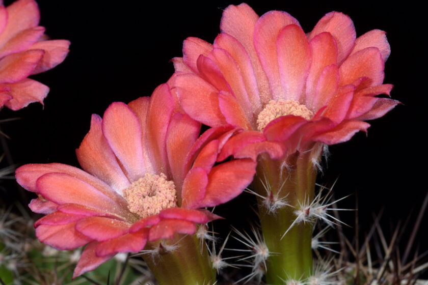 Echinocereus polyacanthus, Mexico, Chihuahua, La Junta - Creel