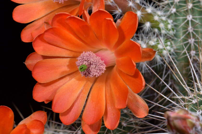 Echinocereus salm-dyckianus, Mexico, Chihuahua, Yoquivo