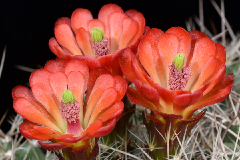 Echinocereus mojavensis, USA, Arizona, Canyon de Chelly