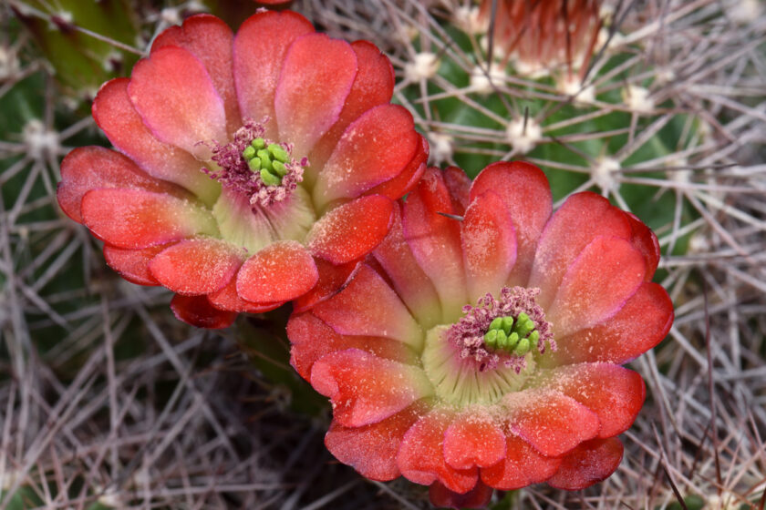 Echinocereus bakeri, USA, Utah, Hurricane - Virgin