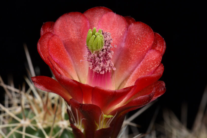 Echinocereus mojavensis, USA, Arizona, Pipe Springs