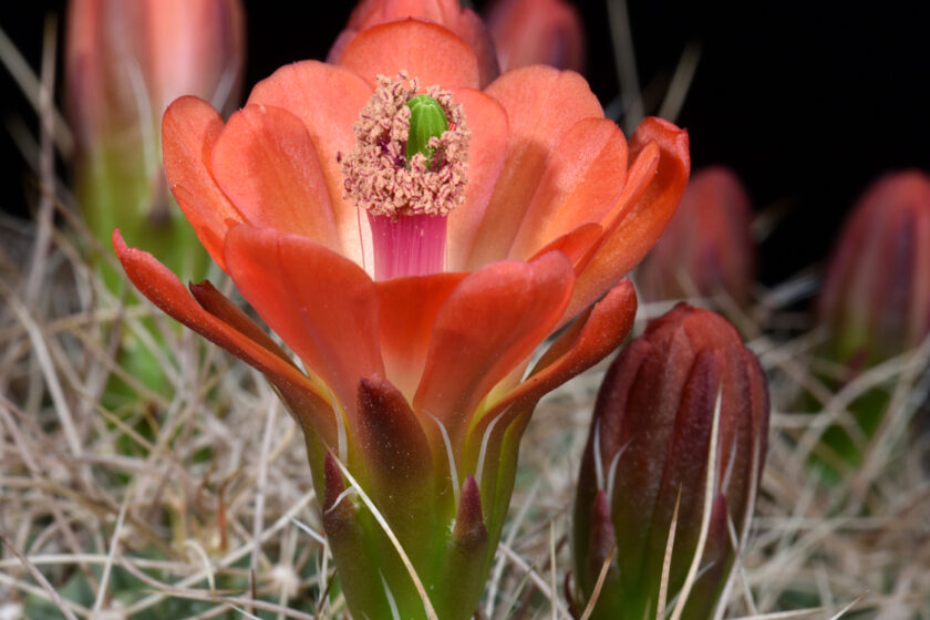 Echinocereus mojavensis, USA, California, Big Bear Lake
