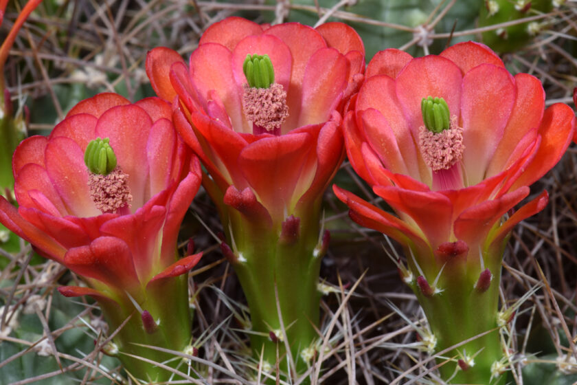 Echinocereus mojavensis, USA, California, Big Bear Lake