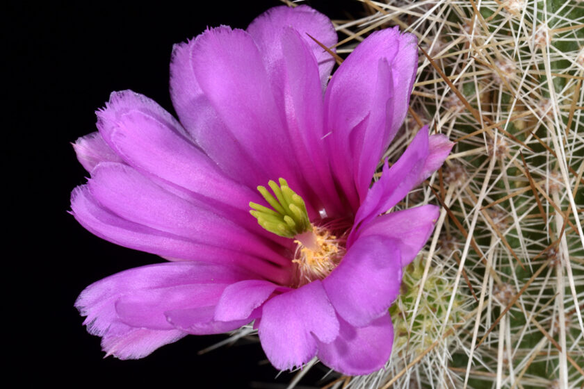 Echinocereus stramineus, Mexico, Coahuila