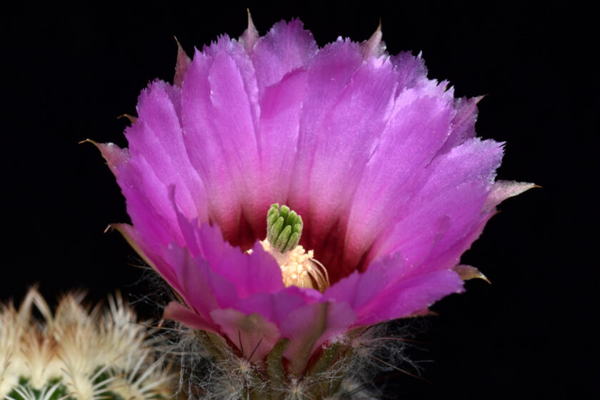 Echinocereus reichenbachii subsp. caespitosus, USA, Texas, Deep Creek