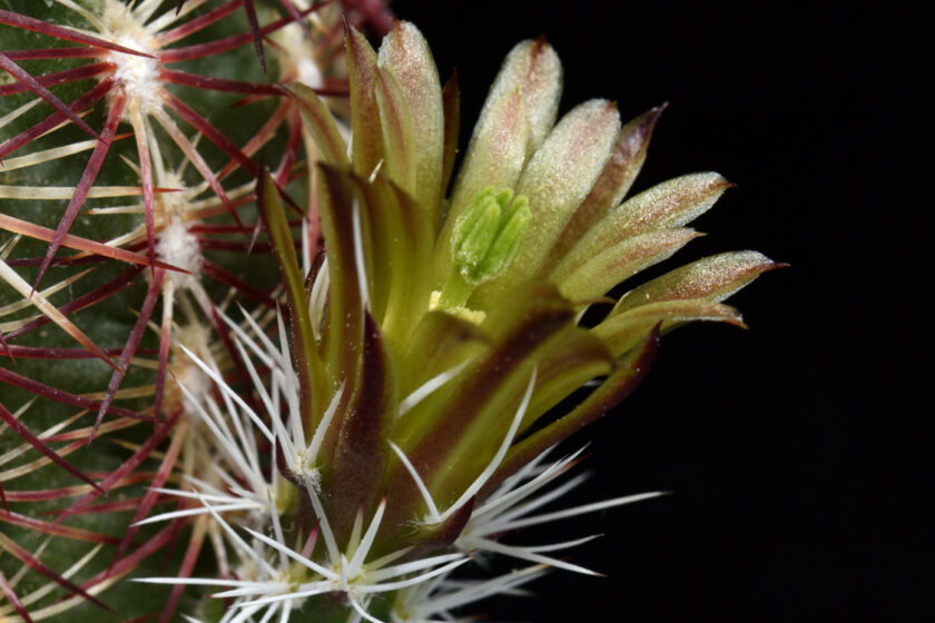 Echinocereus chloranthus, USA, New Mexico, Chaves Co.