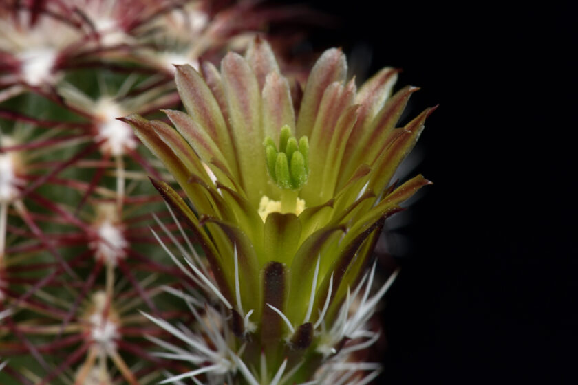 Echinocereus chloranthus, USA, New Mexico, Chaves Co.