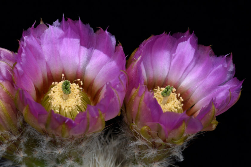 Echinocereus reichenbachii subsp. baileyi fa. albispinus, USA, Oklahoma, Murray Co.