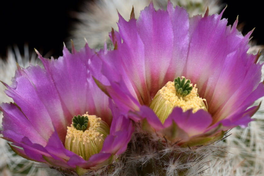 Echinocereus reichenbachii subsp. baileyi, USA, Oklahoma