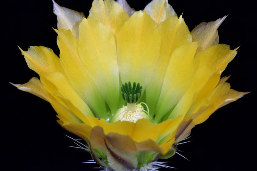 Echinocereus ctenoides, Mexico, Coahuila, Melchor Muzquiz