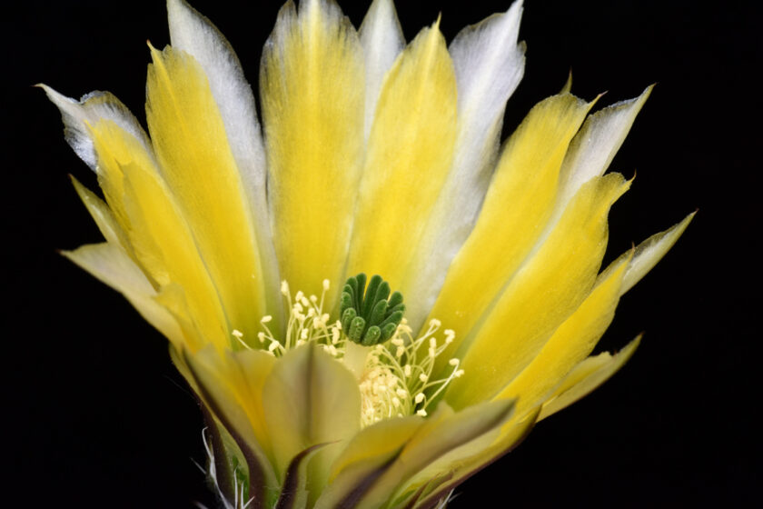 Echinocereus dasyacanthus, USA, New Mexico, Carlsbad