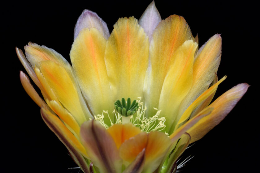 Echinocereus ctenoides, Mexico, Coahuila, Melchor Muzquiz