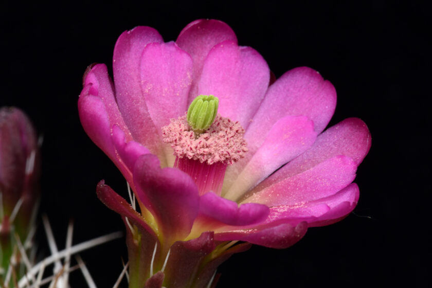 Echinocereus mojavensis, USA, Utah
