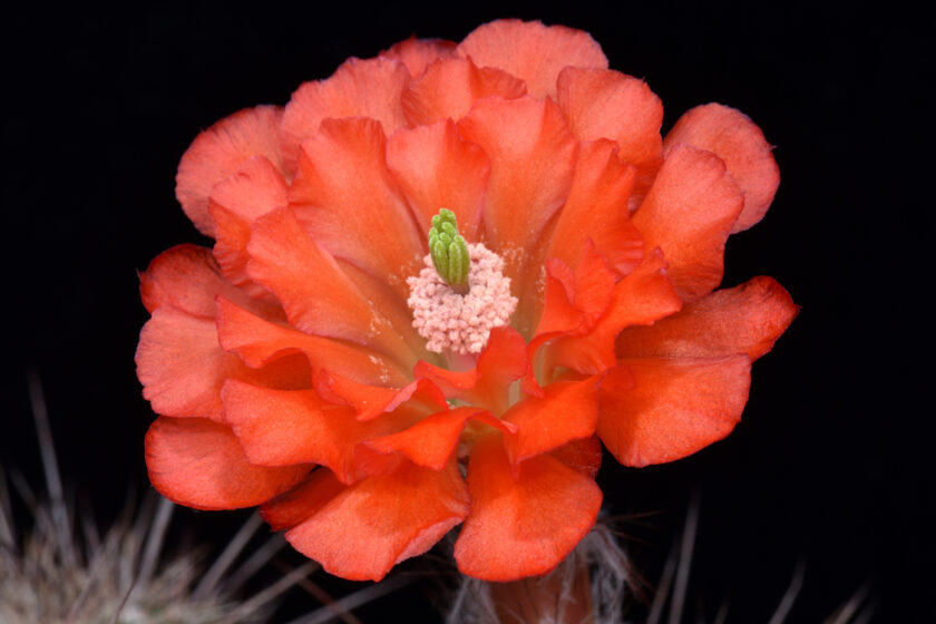 Echinocereus topiensis, Mexico, El Durazno