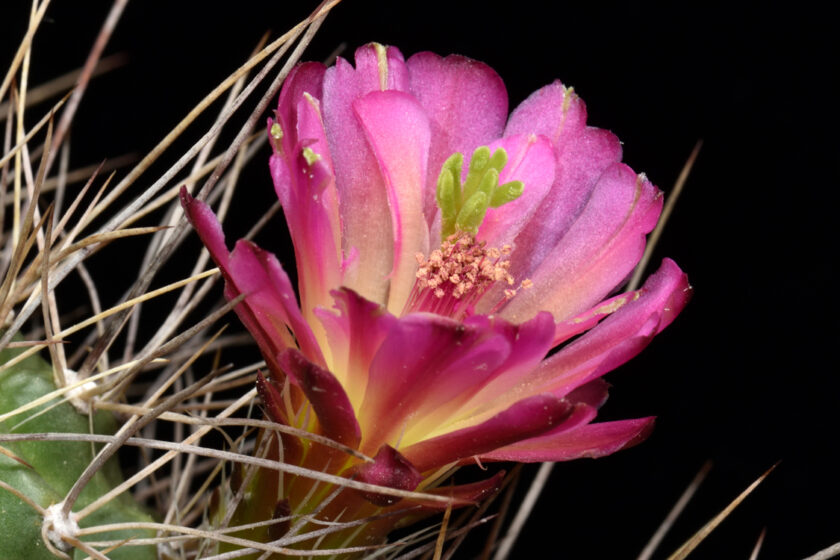 Echinocereus mojavensis, USA, Arizona, Flagstaff - Page