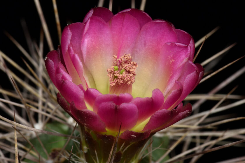 Echinocereus mojavensis, USA, Arizona, Flagstaff - Page