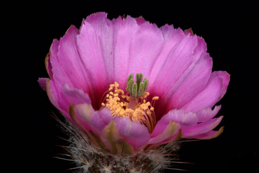 Echinocereus fitchii subsp. albertii, USA, Texas, Alice