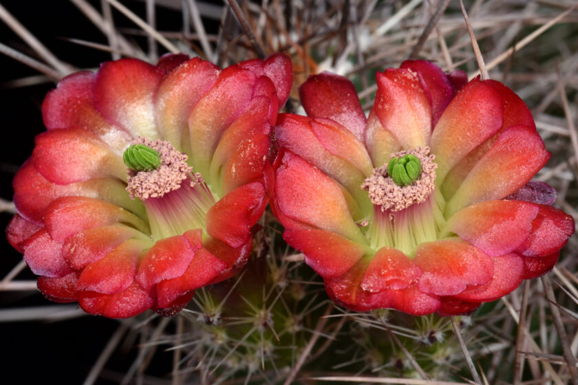Echinocereus canyonensis, USA, Arizona, Supai