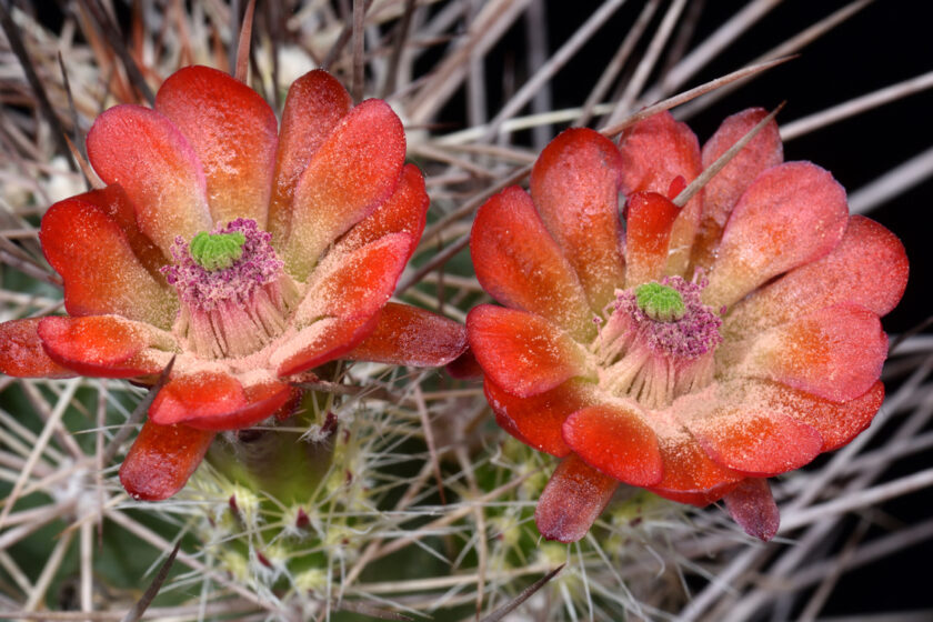 Echinocereus canyonensis, USA, Arizona, Supai