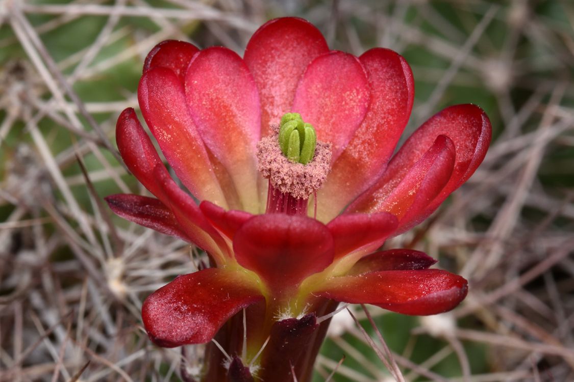 Echinocereus bakeri, USA, Utah, Virgin