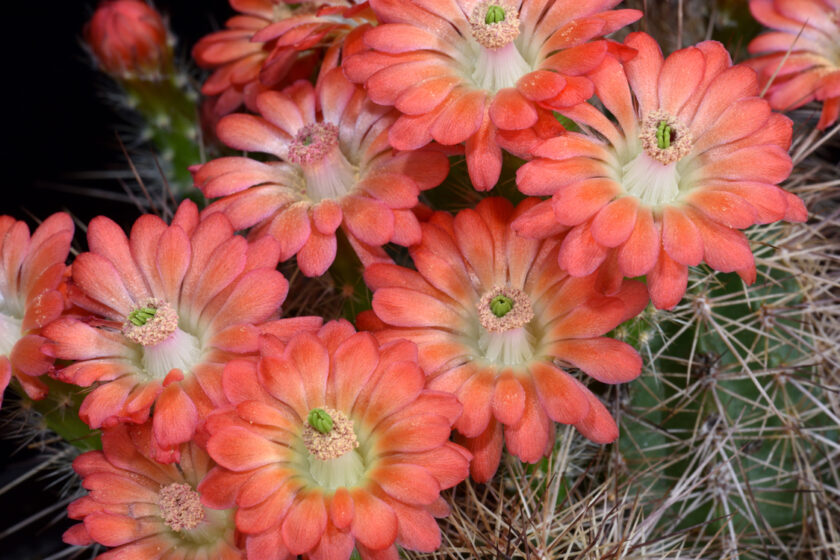Echinocereus polyacanthus, Mexico, Chihuahua, Basaseachic