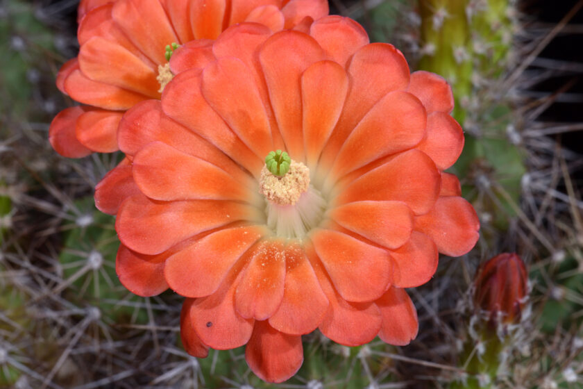 Echinocereus salm-dyckianus, Mexico, Chihuahua, Creel