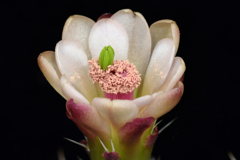 Echinocereus mojavensis, USA, Utah