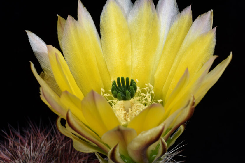 Echinocereus dasyacanthus subsp. multispinosus, Mexico, Chihuahua, Coyame