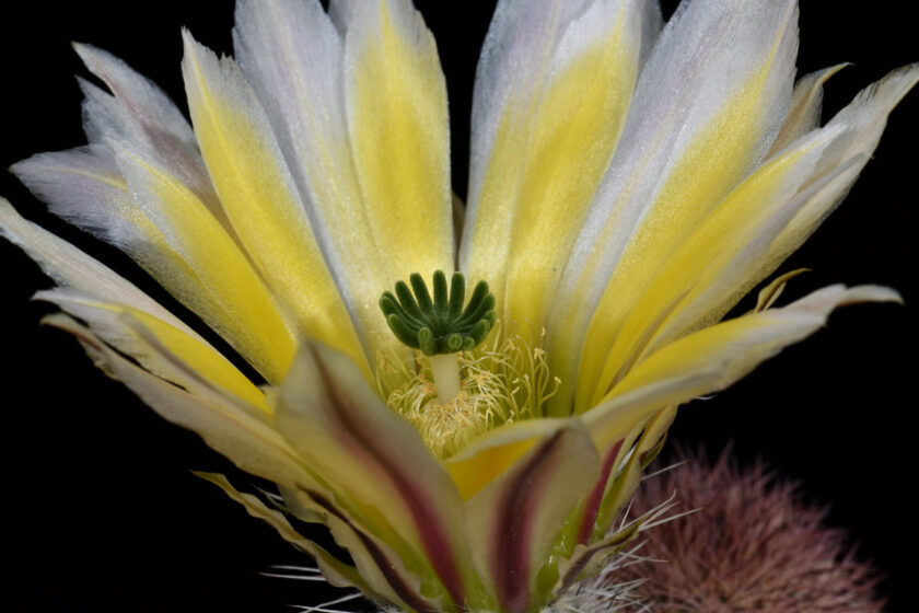 Echinocereus dasyacanthus subsp. multispinosus, Mexico, Chihuahua, Coyame