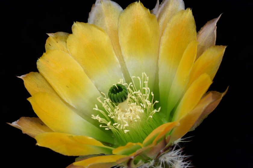 Echinocereus ctenoides, Mexico, Coahuila, Melchor Muzquiz