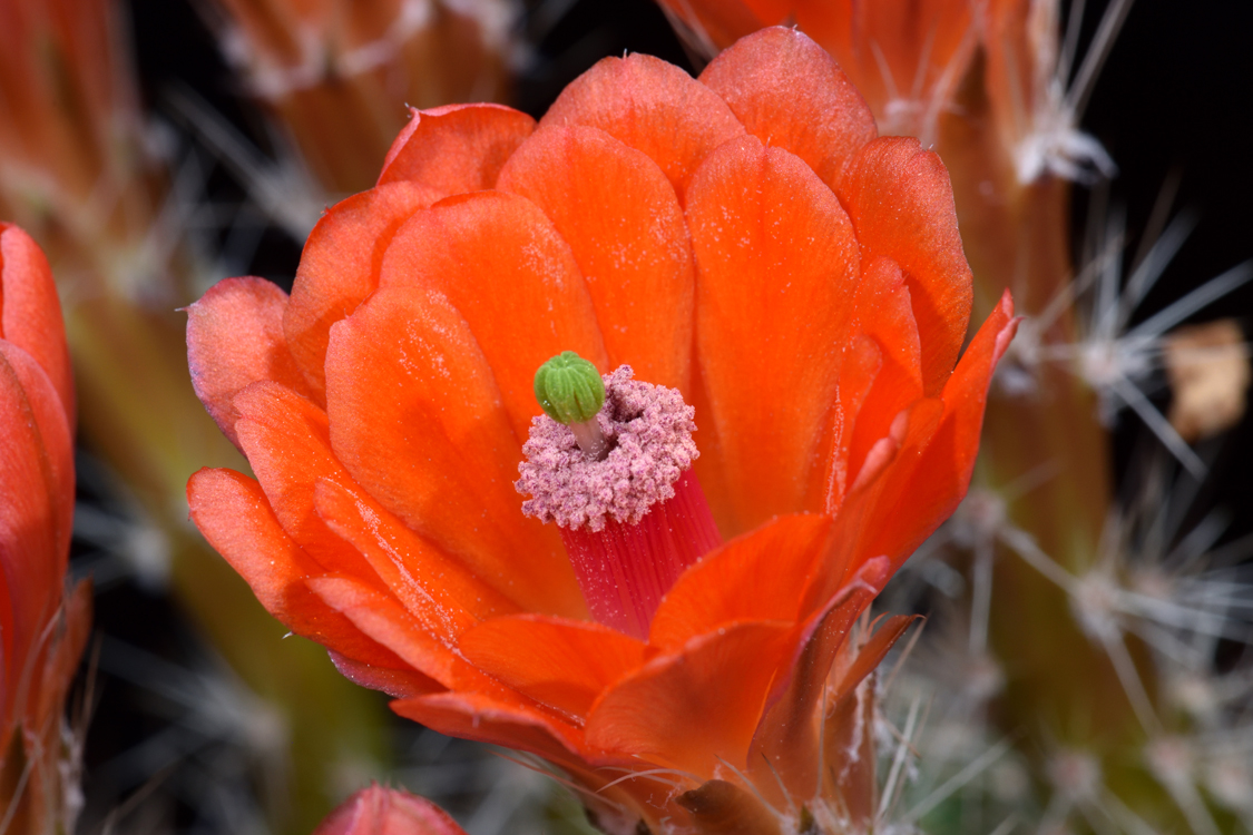 Echinocereus salm-dyckianus, Mexico, Chihuahua, Creel - Divisadero