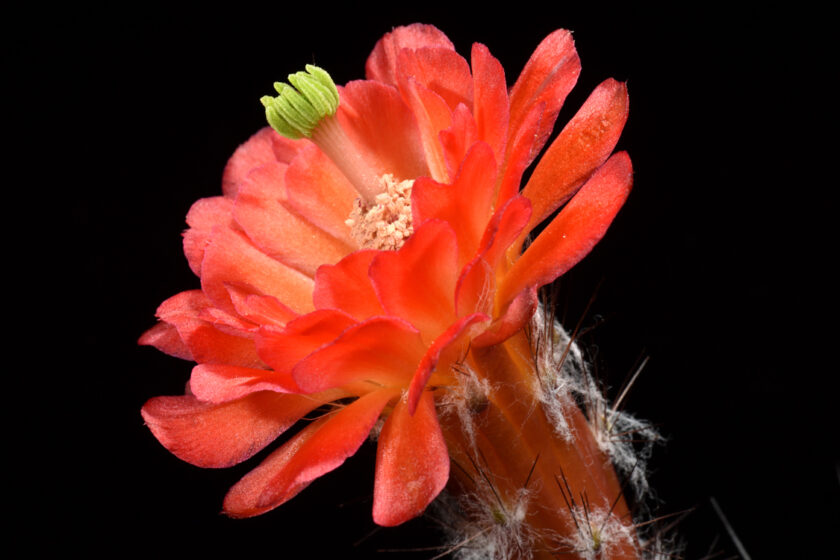 Echinocereus acifer subsp. tubiflorus, Mexico, Zacatecas
