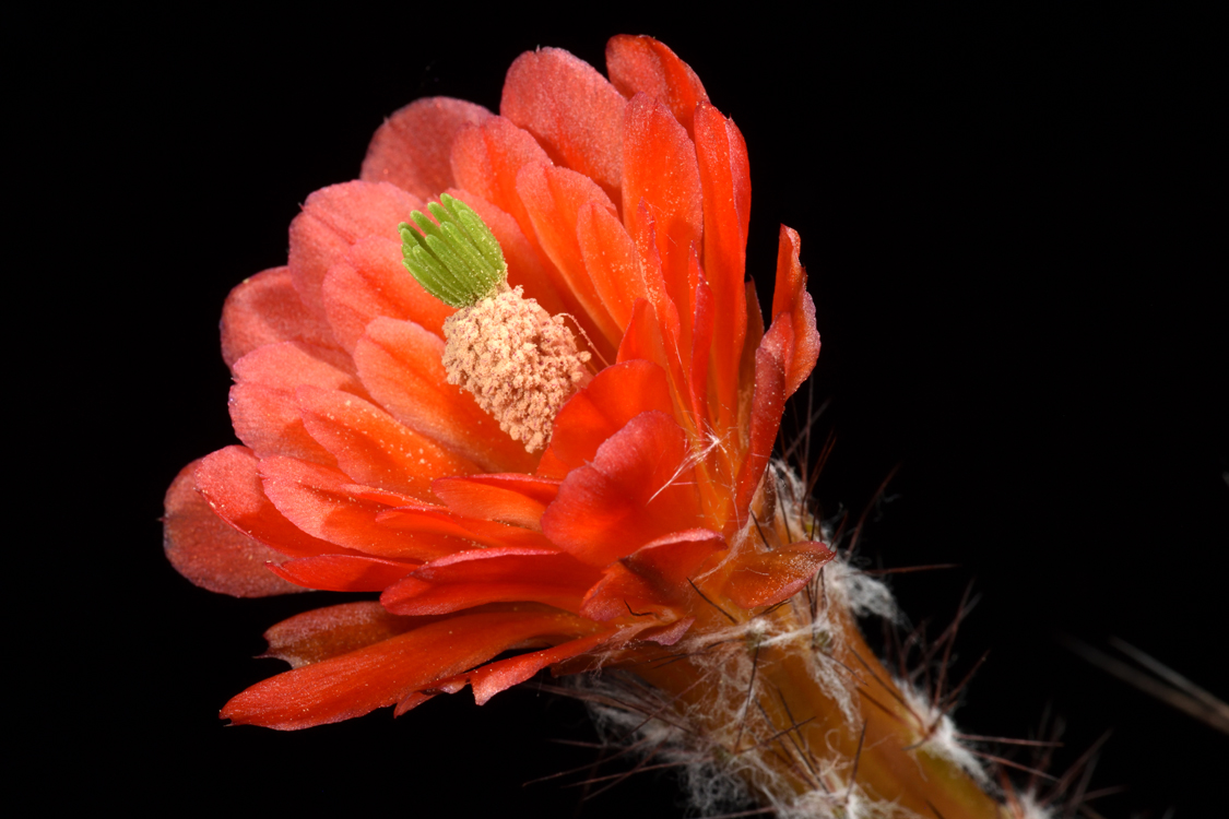 Echinocereus acifer subsp. tubiflorus, Mexico, Zacatecas