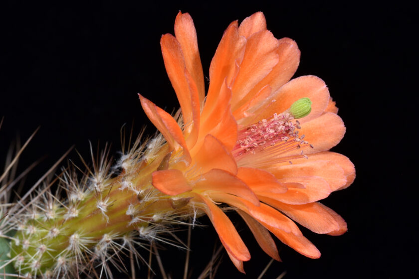 Echinocereus topiensis, Mexico, Chihuahua, Atascatero