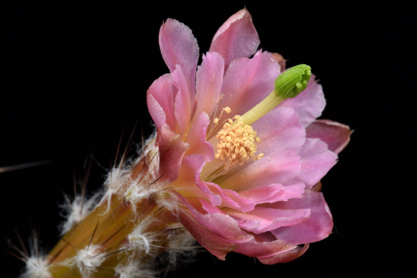 Echinocereus acifer subsp. tubiflorus, Mexico, Zacatecas, San Juan Capistrano
