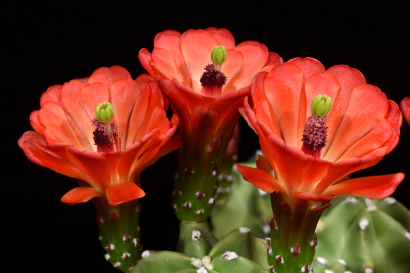 Echinocereus mojavensis fa. inermis, USA, Utah