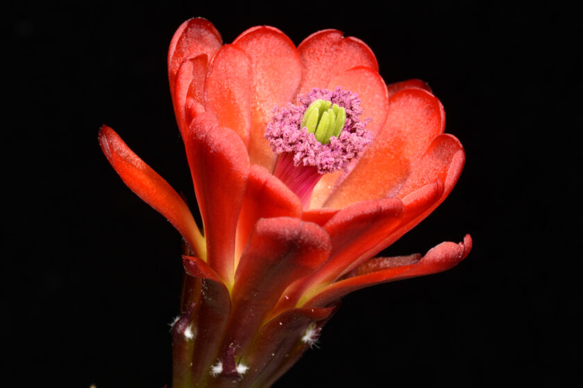 Echinocereus mojavensis fa. inermis, USA, Utah