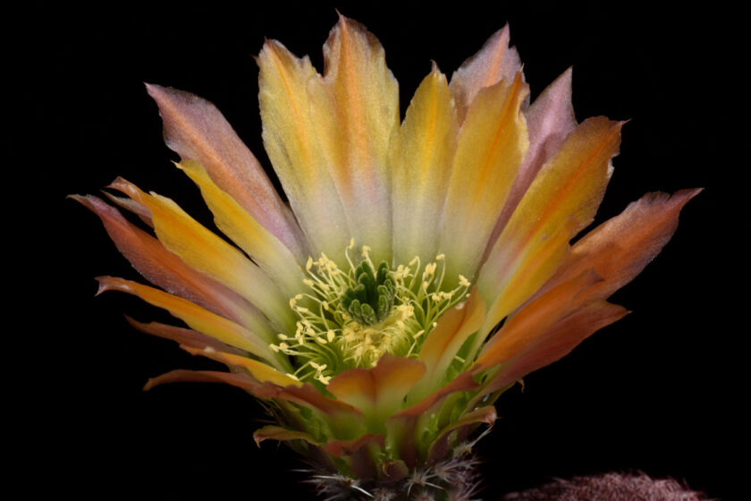 Echinocereus pectinatus, Mexico, Detras