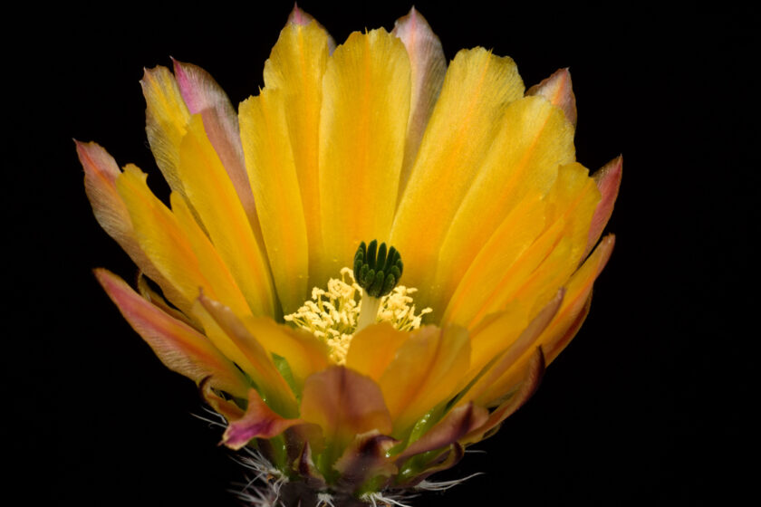 Echinocereus pectinatus, Mexico, Delante