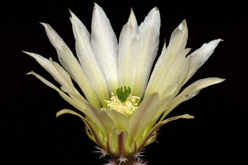Echinocereus pectinatus, Mexico, Detras