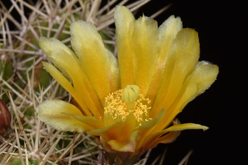 Echinocereus maritimus, Mexico, Baja California, El Rosario