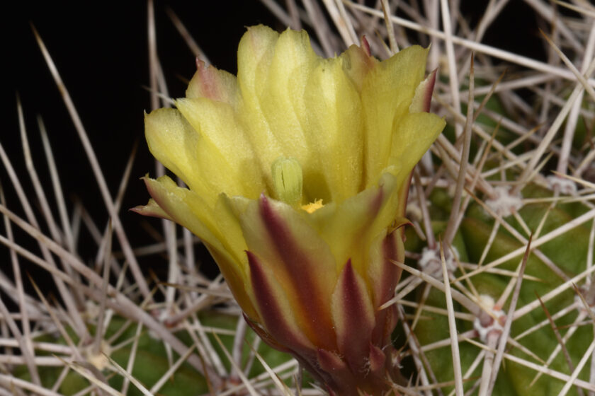 Echinocereus maritimus, Mexico, Baja California, El Rosario